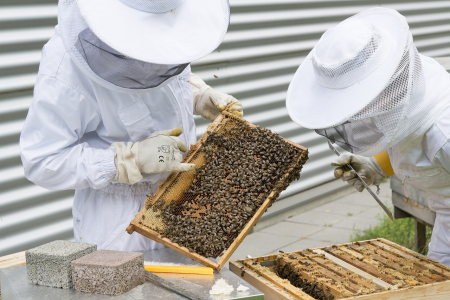 beekeeper-1