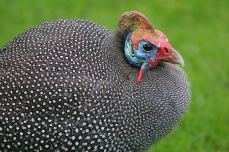 Guineafowl_-_sb616